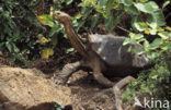 Galapagos Giant Tortoise (Geochelone elephantopus) 