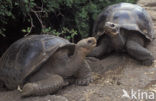 Galapagos Giant Tortoise (Geochelone elephantopus) 