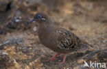 Galapagostreurduif (Zenaida galapagoensis)