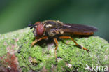 Geel platvoetje (Platycheirus fulviventris)