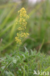 Geel walstro (Galium verum)