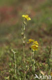 Geel zonneroosje (Helianthemum nummularium) 