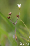 Geelhartje (Linum catharticum) 