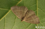 Geellijnsnuituil (Trisateles emortualis)