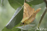 Canary-shouldered Thorn (Ennomos alniaria)