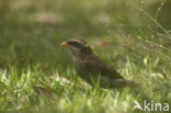 Geelsnavelklauwier (Corvinella corvina)