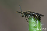Charmouth Wasp-bee (Nomada sheppardana)