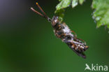 Charmouth Wasp-bee (Nomada sheppardana)