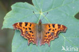 Comma (Polygonia c-album)