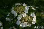 Guelder Rose