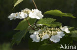 Gelderse roos (Viburnum opulus)