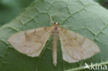 Barred Straw (Eulithis pyraliata)