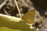 Gele Trekvlinder (Catopsilia florella)