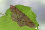 Gestippelde oogspanner (Cyclophora punctaria)