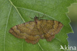 Gestreepte goudspanner (Camptogramma bilineata)