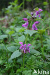 Gevlekte dovenetel (Lamium maculatum)