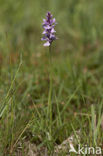 Gevlekte orchis (Dactylorhiza maculata) 