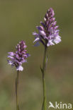 Gevlekte orchis (Dactylorhiza maculata) 