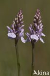 Gevlekte orchis (Dactylorhiza maculata) 