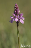 Gevlekte orchis (Dactylorhiza maculata) 