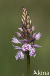 Gevlekte orchis (Dactylorhiza maculata) 