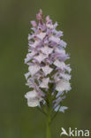 Gevlekte orchis (Dactylorhiza maculata) 