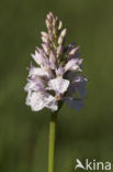 Gevlekte orchis (Dactylorhiza maculata) 