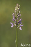 Gevlekte orchis (Dactylorhiza maculata) 