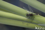 Gevlekte witsnuitlibel (Leucorrhinia pectoralis) 