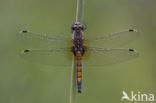 Gevlekte witsnuitlibel (Leucorrhinia pectoralis) 