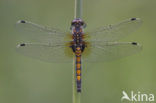 Gevlekte witsnuitlibel (Leucorrhinia pectoralis) 