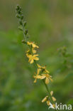 Gewone agrimonie (Agrimonia eupatoria) 