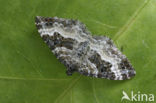 Common Carpet (Epirrhoe alternata)