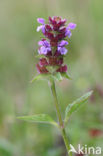 Selfheal (Prunella vulgaris)