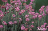 Cross-leaved Heather (Erica tetralix)