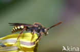 Gewone dubbeltand (Nomada ruficornis)