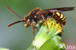 Gewone dubbeltand (Nomada ruficornis)