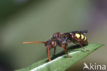 Gewone dubbeltand (Nomada ruficornis)