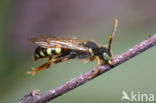 Gewone dubbeltand (Nomada ruficornis)