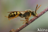 Gewone dubbeltand (Nomada ruficornis)