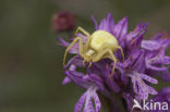 Gewone kameleonspin (Misumena vatia)