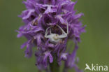 Gewone kameleonspin (Misumena vatia)