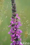 Purple Loosestrife (Lythrum salicaria)