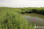 Purple Loosestrife (Lythrum salicaria)