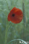 Gewone klaproos (Papaver rhoeas)