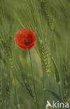 Gewone klaproos (Papaver rhoeas)