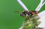 Gewone kleine wespbij (Nomada flavoguttata)