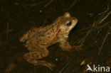 Gewone pad (Bufo bufo)