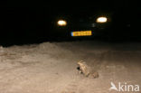 Common Toad (Bufo bufo)