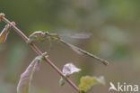 Gewone pantserjuffer (Lestes sponsa)